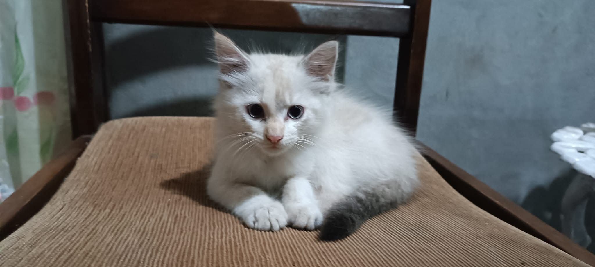 Boni, la gatita